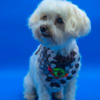 Medium Crochet Bandana with Caracol